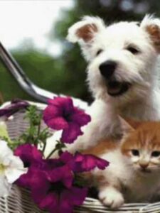 Homenagem ao Dia Internacional Da Amizade